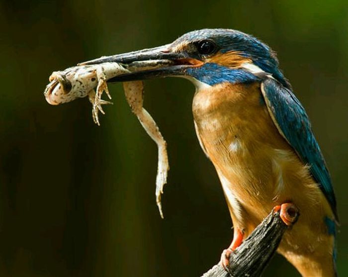 Kehebatan Burung Raja Udang Pekaka memburu Ikan 14 Gambo Kehebatan Burung Raja Udang Pekaka memburu Ikan 14 Gambo