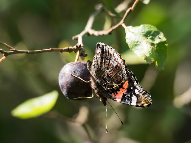 Vanessa atalanta