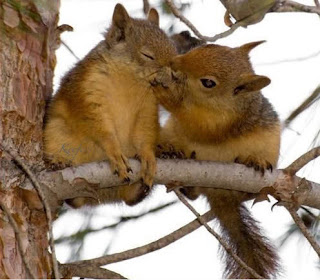 Funny Cute Animals Kissing
