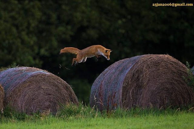 British wildlife photography 6