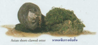 Otters