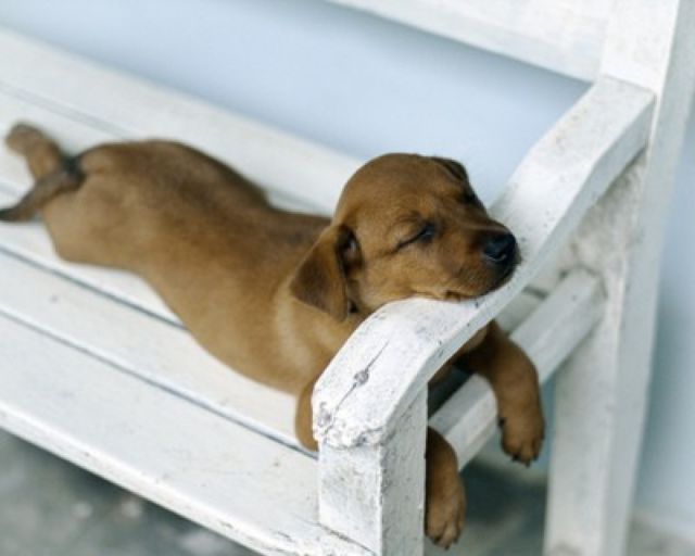 cute sleeping puppies, 