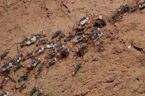 40 Interesting Facts About Army Ant