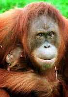 orangutans