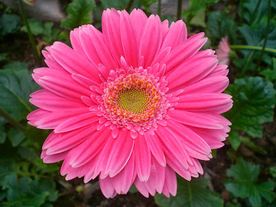 Beautiful pink flowers