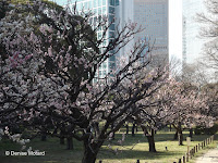 Blooming plum trees (ume) - Hama-Rikyu Garden, Tokyo, Japan