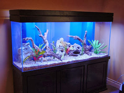home fish tanks