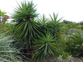 Yucca éléphantesque - Yucca Pied d'Eléphant - Yucca géant - Yucca gigantea - Yucca elephantipes