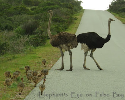 Ostriches in West Coast NP
