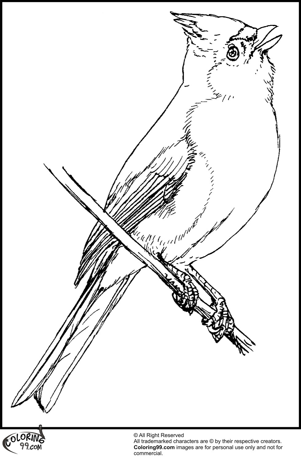 Download American Cardinal Coloring Pages | Team colors
