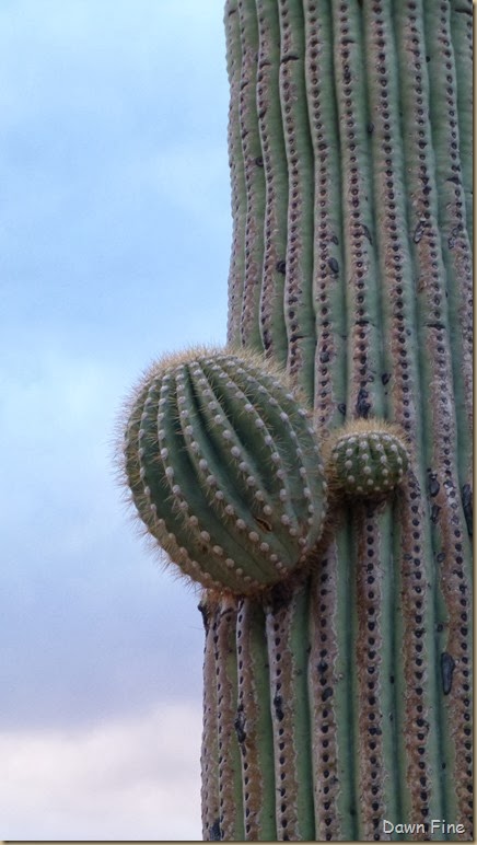 Saguaro NP West_099