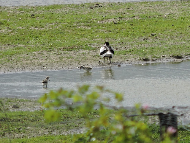 Pair of avocet chicks with an adult nearby, head under wing