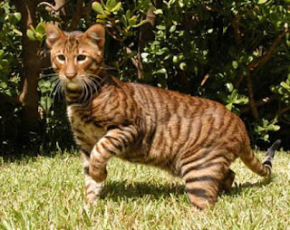 Toyger Cat Pictures