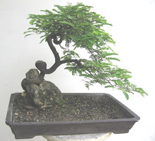khazanahalamkita: bonsai asam jawa