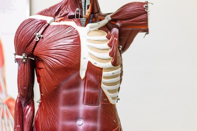 aprende ingles cuerpo humano torso anatomia modelo maniqui