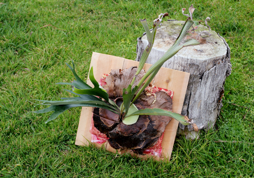  : in words and pictures: Mounting Staghorn Ferns on Cedar Planks