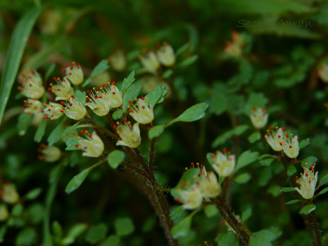 Chrysosplenium album