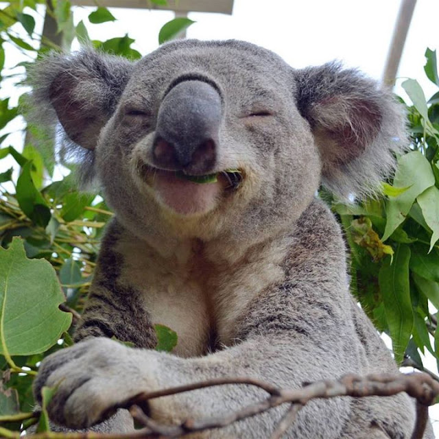 Pictures of Animals, A splendor koalas 