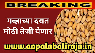 Wheat Rate News