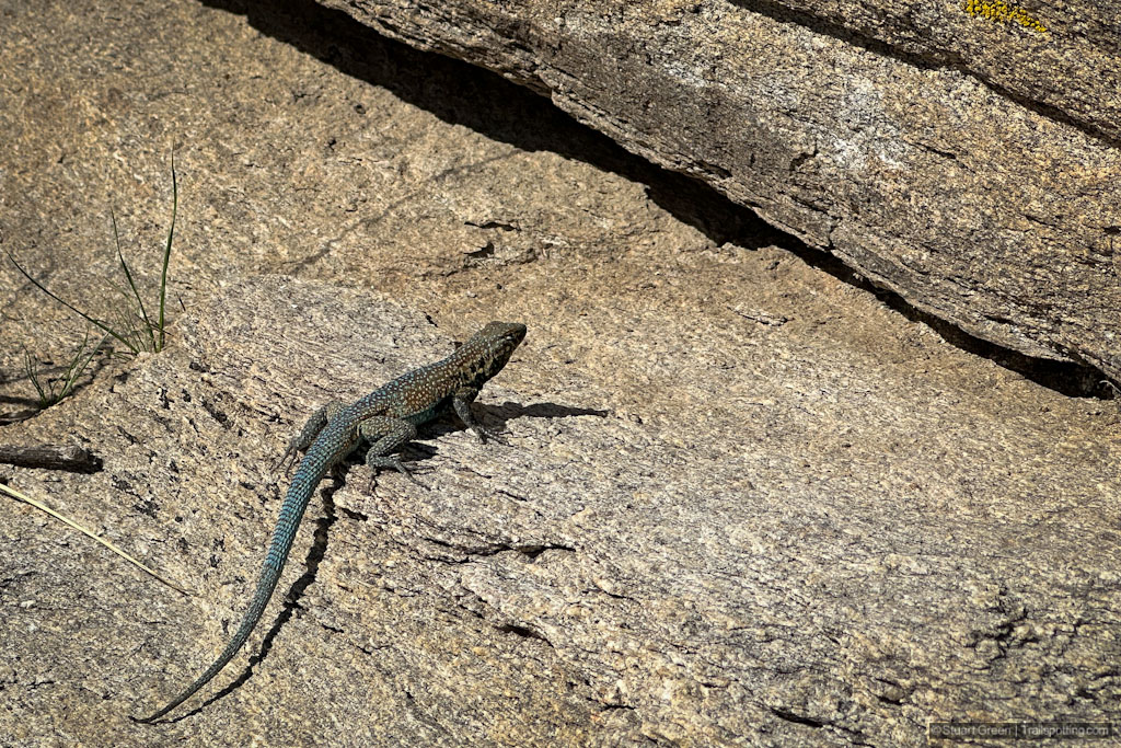 A gecko sunning itself on the rocks.