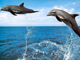 Dolphin Wallpapers