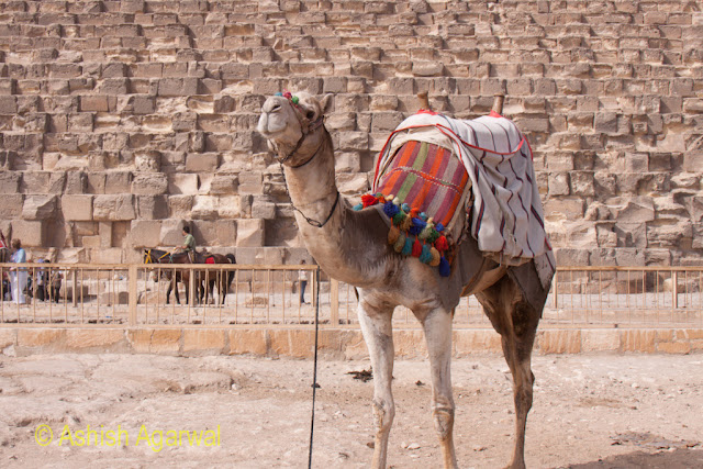 Cairo Pyramids - View of decorated camel posing in front of the Great Pyramid in Giza