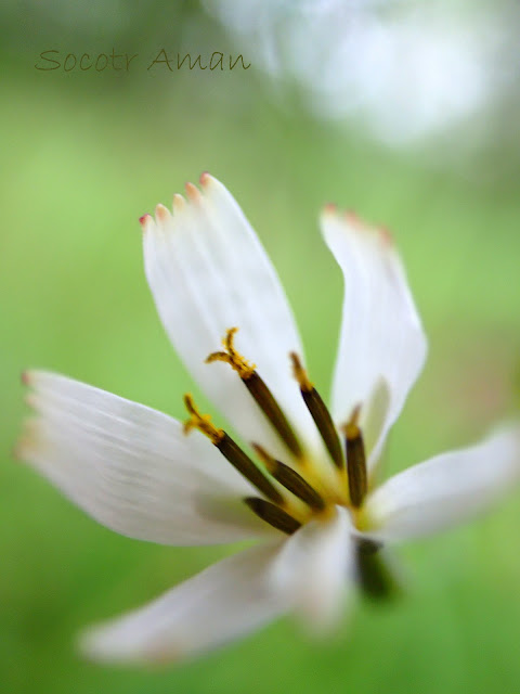 Ixeridium dentatum