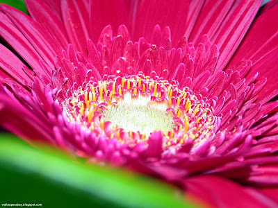 Various Flowers desktop wallpapers and photos