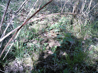 Biotope à Morchella elata avec Rubus sp.