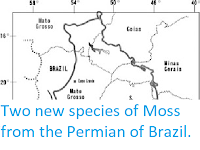 http://sciencythoughts.blogspot.co.uk/2012/12/two-new-species-of-moss-from-permian-of.html