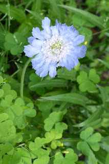 Scabieuse du Caucase hybride - Scabiosa caucasica 'Isaac House Hybrids'