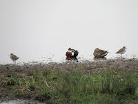 Redshank and Shovellers