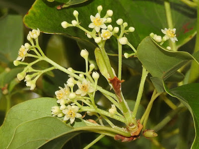 Flowers of Stout Camphor Tree