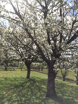 Cerisiers et poiriers en fleurs 2