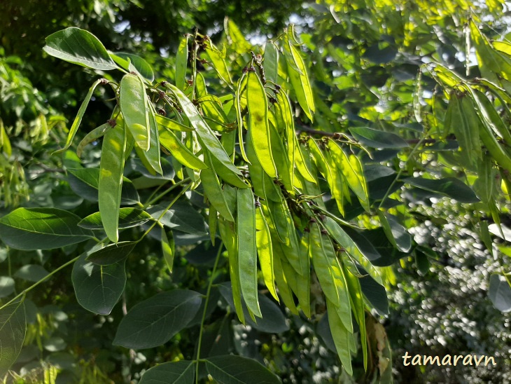 Маакия амурская (Maackia amurensis)