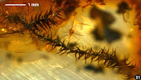 http://sciencythoughts.blogspot.co.uk/2014/07/mosses-from-late-eocene-rovno-amber.html
