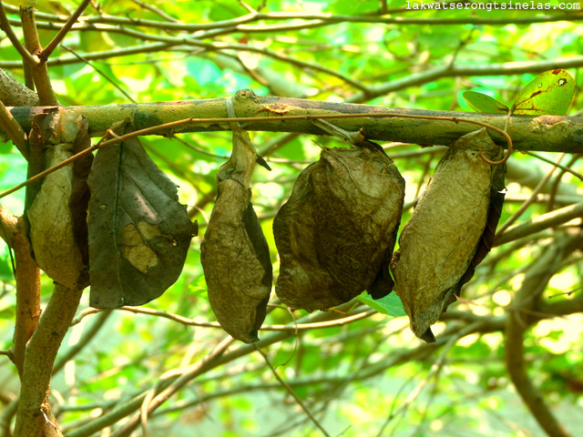 THE ECO-TOURISM SITE OF LAKE KENYIR