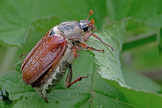 Melolontha melolontha the Cockchafer