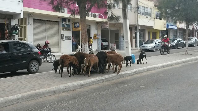 O NOVO CRIATÓRIO DE OVELHAS DA CIDADE DE BOM CONSELHO 