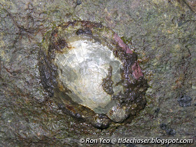 Rayed Wheel Limpet (Cellana radiata)