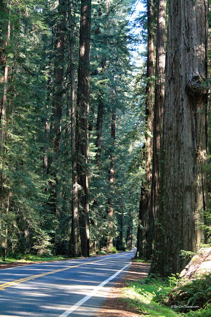 California northern coast geology travel trip roadtrip Humboldt Redwoods copyright RocDocTravel.com