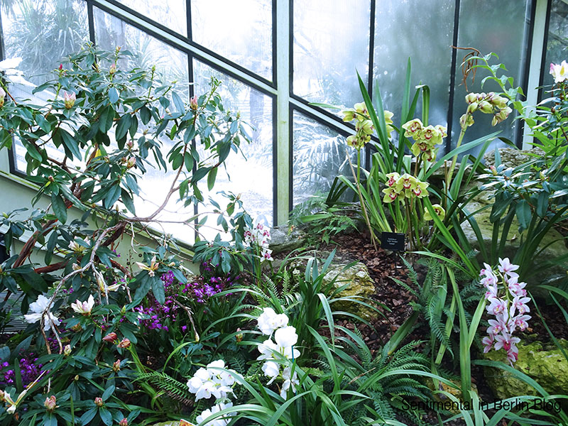 Kew_Gardens_Orchid_Festival_2018_London