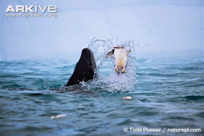 interactions between marine wildlife Chinstrap penguin