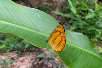 Pantoporia paraka