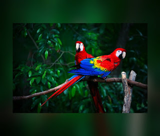 This is an illustration of a Scarlet Macaw (One of the Most Beautiful birds in the world)