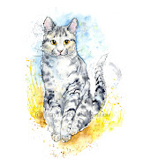 A silver/grey tabby this time, I love their markings and golden eyes.