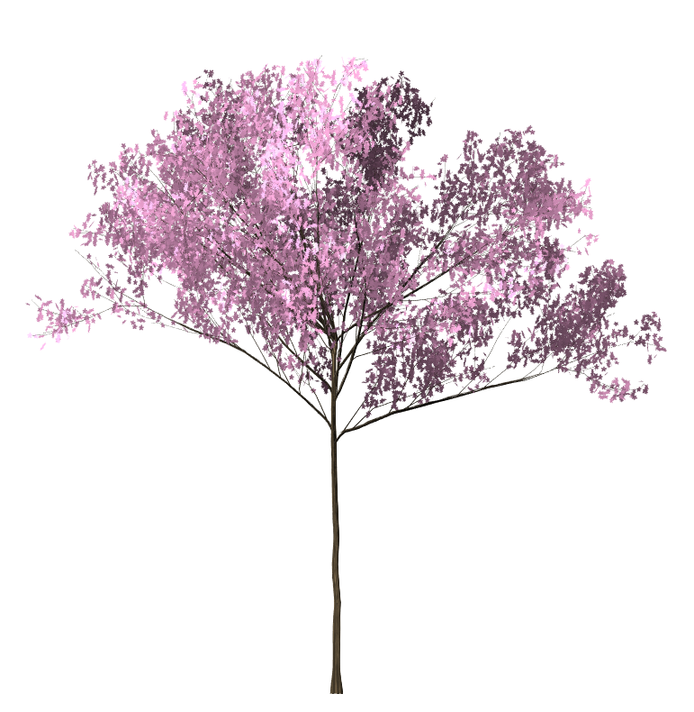 DOWNLOAD GAMBAR POHON SAKURA PNG - GRAFIS - MEDIA