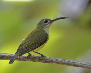 Jenis Burung Pijantung (cucuk jantung) di Indonesia