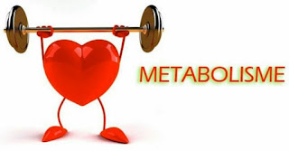  Proses Metabolisme Dan Contoh Metabolisme  Pengertian Metabolisme, Jenis jenis, Proses Metabolisme Dan Contoh Metabolisme
