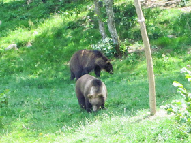 oso